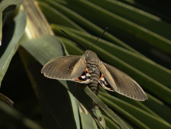 Taladro de las palmeras