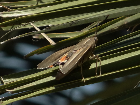 Polilla de las palmeras