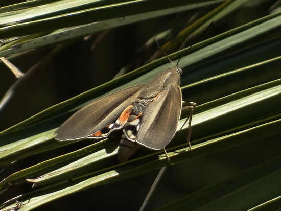 Polilla de las palmeras