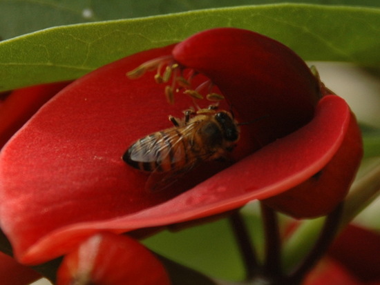 Abeja europea