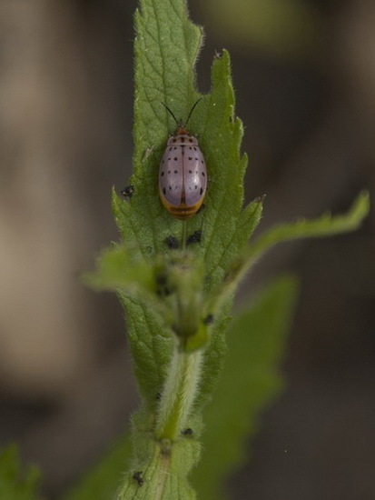 Flea beetle