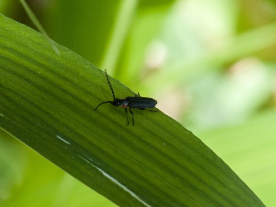 Soldier beetle