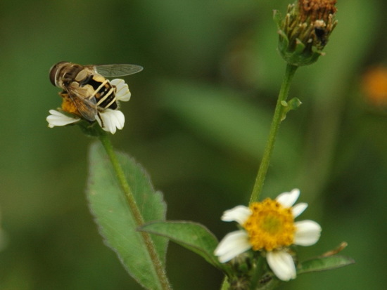 Mosca de las flores