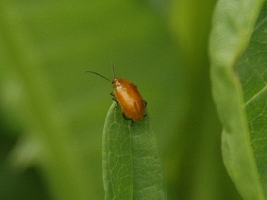Flea beetle