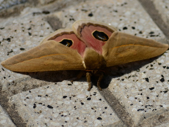 Polilla del pajonal