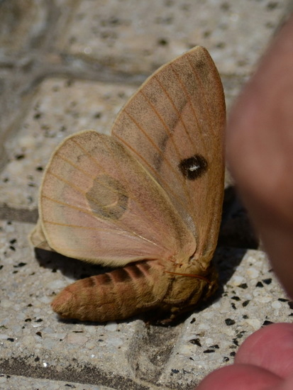 Polilla del pajonal