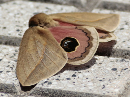 Polilla del pajonal