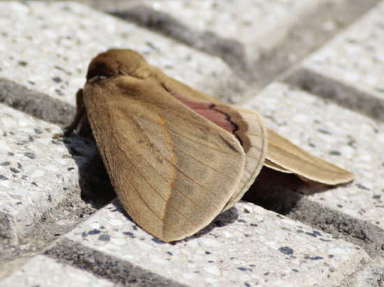 Polilla del pajonal