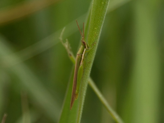 Spur-throat toothpick grasshopper