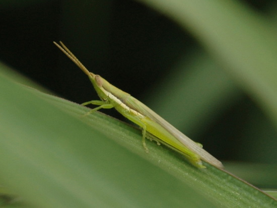 Spur-throat toothpick grasshopper