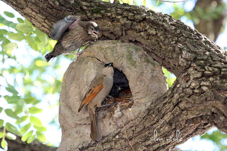 Greyish baywing parasitized by shiny cowbird