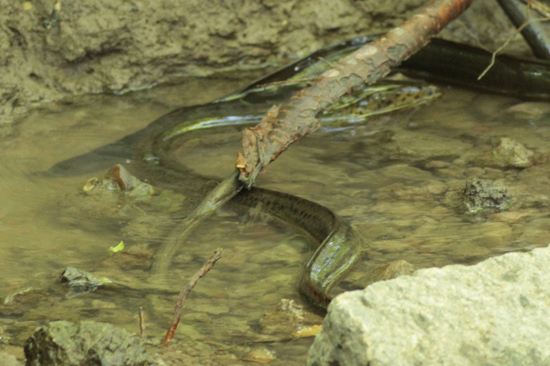 Anguila criolla