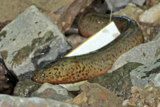 Marbled swamp eel