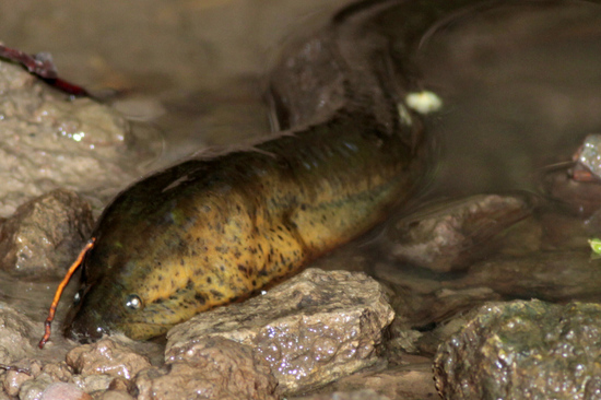 Marbled swamp eel