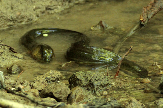Marbled swamp eel