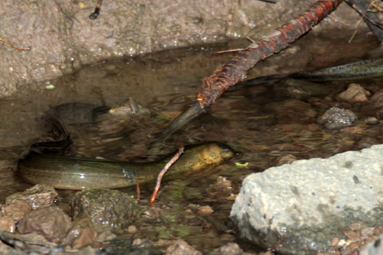 Marbled swamp eel