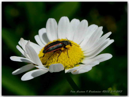 Soft-winged flower beetle