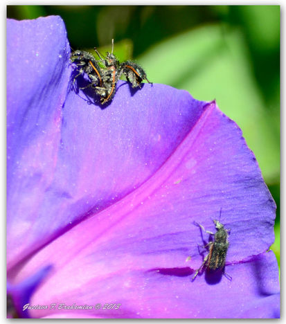 Soft-winged flower beetle