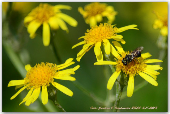 Small carpenter bee