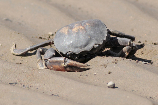 Red crab