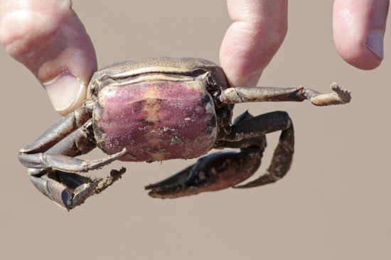 Red crab