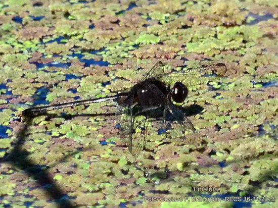 Dragonfly