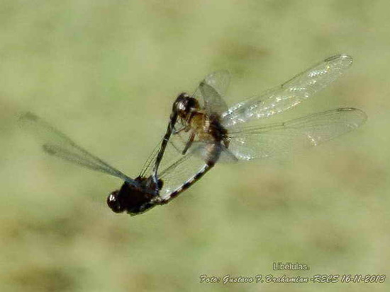 Dragonfly