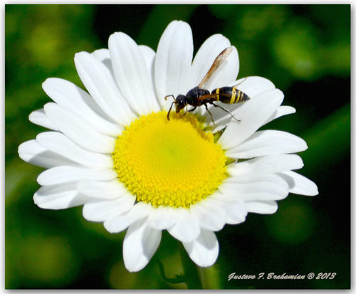Potter wasp