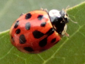 Multicoloured Asian Lady beetle/Harmonia axyridis