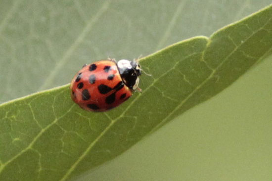 Multicoloured Asian lady beetle