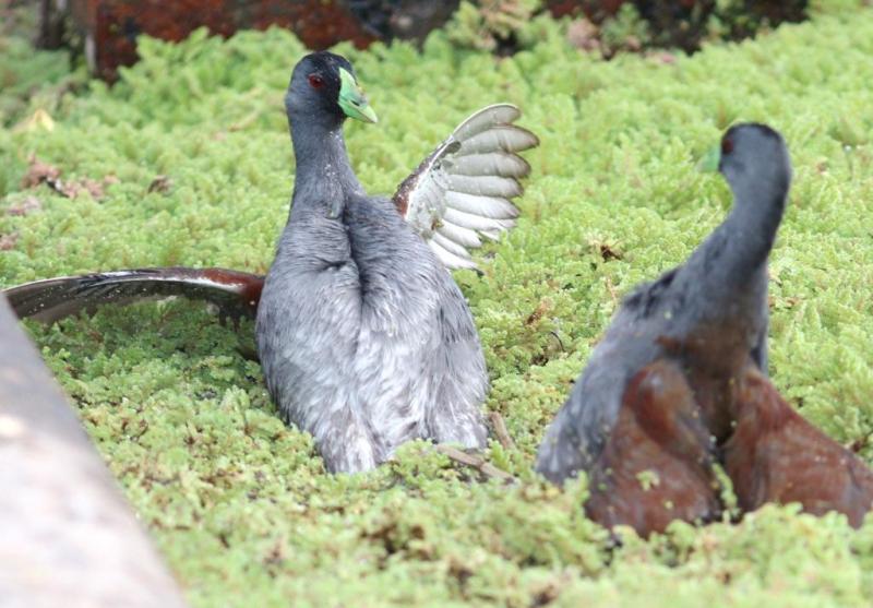 Fight between spot-flanked gallinules