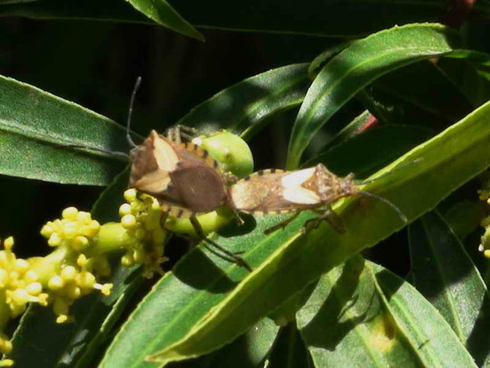 Leaf-footed bug