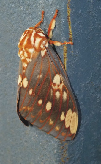Polilla de la calavera