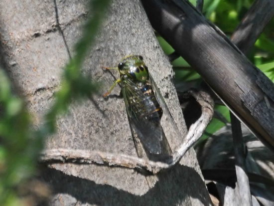Cicada