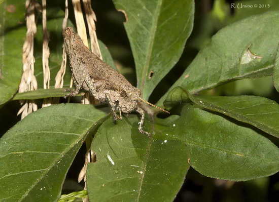 Spur-throated grasshopper