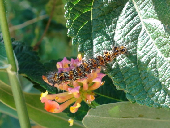 Polilla tigre de las cruces