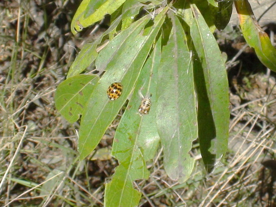 Multicoloured Asian lady beetle