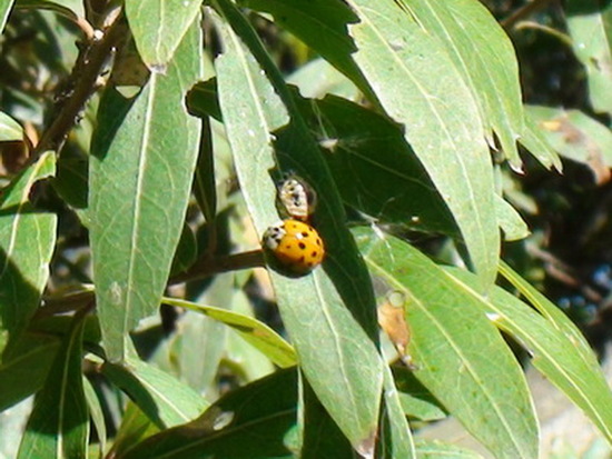 Multicoloured Asian lady beetle