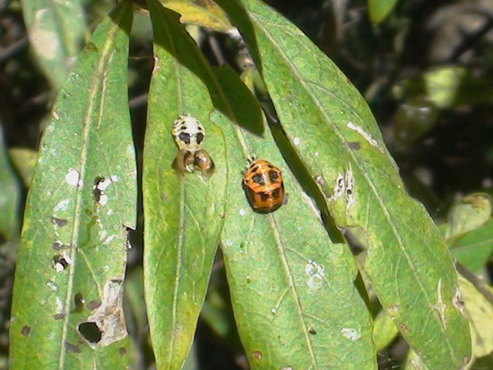Multicoloured Asian lady beetle