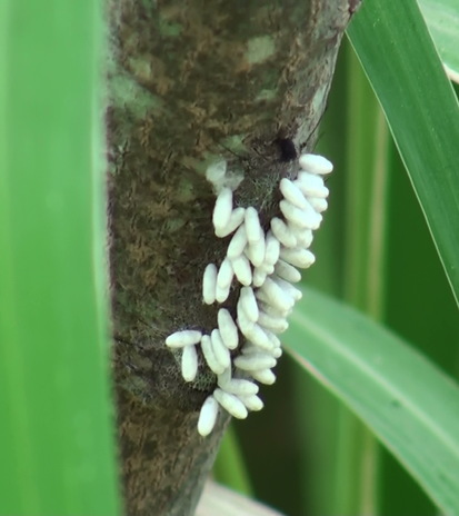 Polilla orejuda