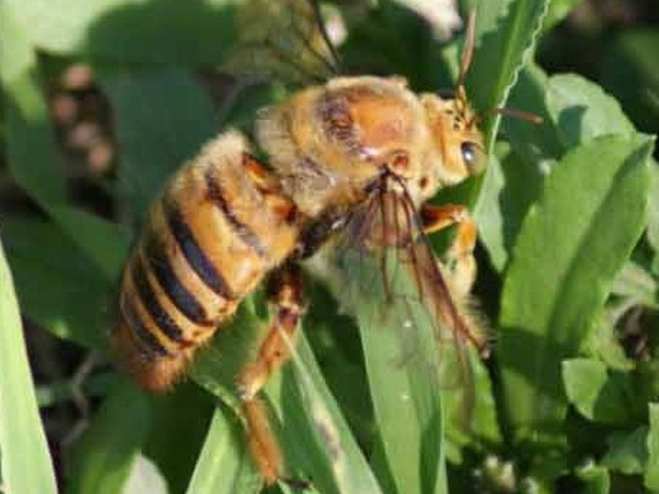 Abeja carpintera/Xylocppa spp. 