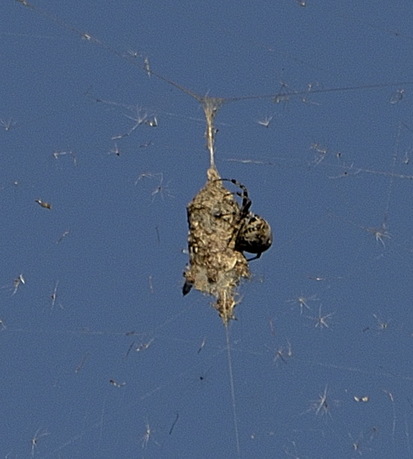 Orb weaver