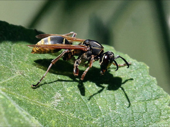 Paper wasp
