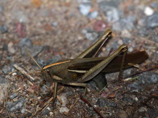 Yellow-lined Grasshopper