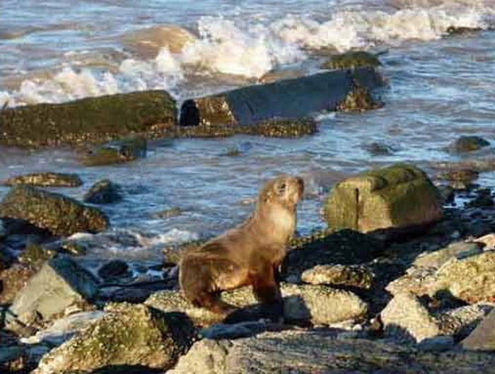 A fur seal pup on a visit to the RECS