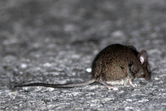 Ratón casero
