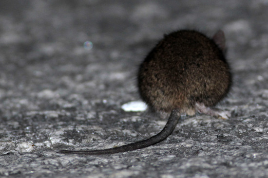 Ratón casero