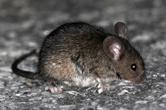 Ratón casero