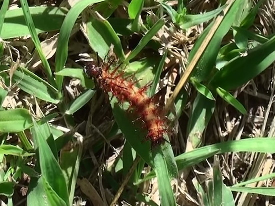 Perezosa aceitada 