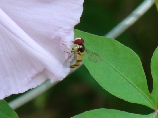 Hoverfly